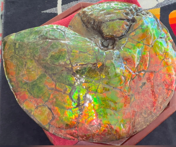 Ammolite ,Placenticeras costatum AF-128, Amazing Vibrant Canadian Ancient Ammonite Fossil,Nature's Rainbow Stone