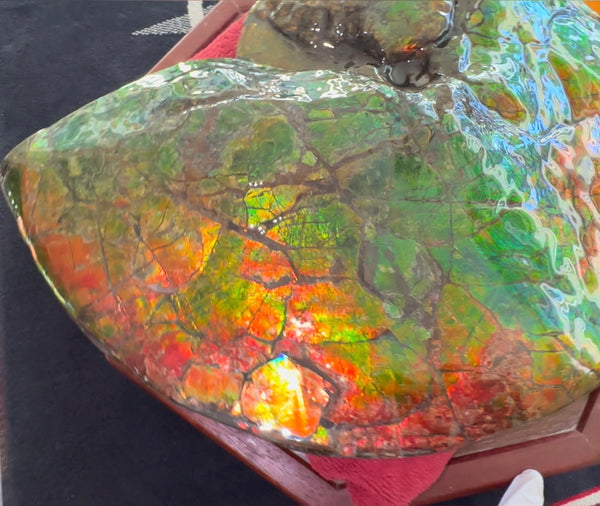 Ammolite ,Placenticeras costatum AF-128, Amazing Vibrant Canadian Ancient Ammonite Fossil,Nature's Rainbow Stone