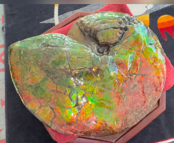 Ammolite ,Placenticeras costatum AF-128, Amazing Vibrant Canadian Ancient Ammonite Fossil,Nature's Rainbow Stone