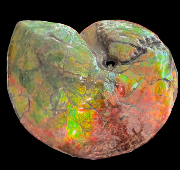 Ammolite ,Placenticeras costatum AF-128, Amazing Vibrant Canadian Ancient Ammonite Fossil,Nature's Rainbow Stone