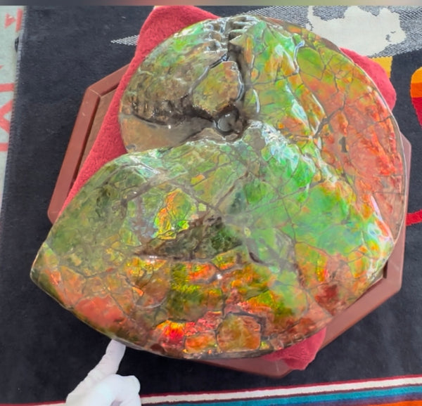 Ammolite ,Placenticeras costatum AF-128, Amazing Vibrant Canadian Ancient Ammonite Fossil,Nature's Rainbow Stone