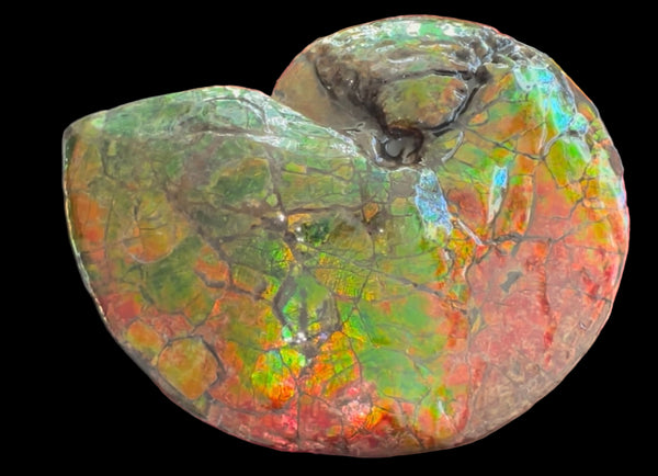 Ammolite ,Placenticeras costatum AF-128, Amazing Vibrant Canadian Ancient Ammonite Fossil,Nature's Rainbow Stone