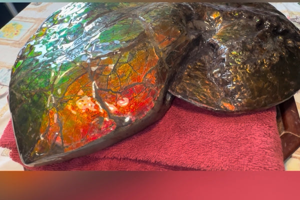 Ammolite ,Placenticeras costatum AF-128, Amazing Vibrant Canadian Ancient Ammonite Fossil,Nature's Rainbow Stone