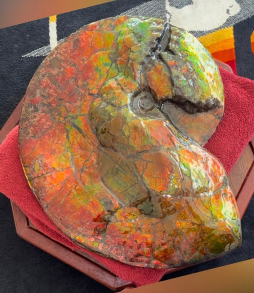 Ammolite ,Placenticeras costatum AF-128, Amazing Vibrant Canadian Ancient Ammonite Fossil,Nature's Rainbow Stone