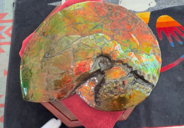 Ammolite ,Placenticeras costatum AF-128, Amazing Vibrant Canadian Ancient Ammonite Fossil,Nature's Rainbow Stone