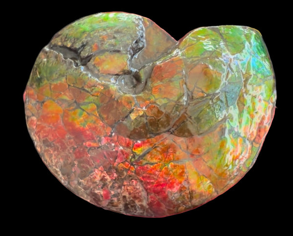 Ammolite ,Placenticeras costatum AF-128, Amazing Vibrant Canadian Ancient Ammonite Fossil,Nature's Rainbow Stone