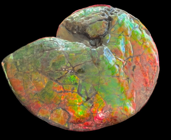 Ammolite ,Placenticeras costatum AF-128, Amazing Vibrant Canadian Ancient Ammonite Fossil,Nature's Rainbow Stone