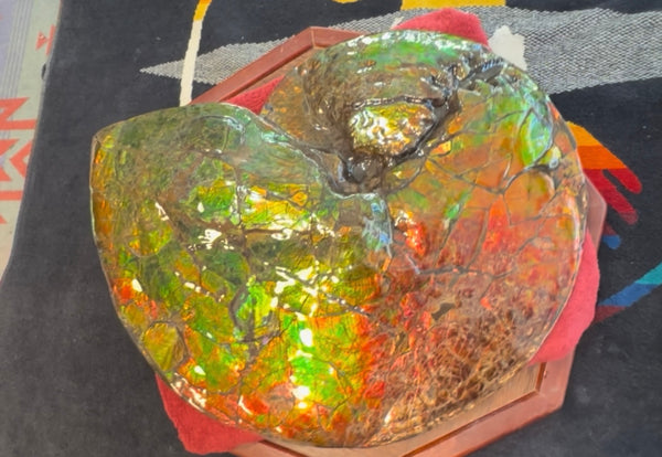Ammolite ,Placenticeras costatum AF-128, Amazing Vibrant Canadian Ancient Ammonite Fossil,Nature's Rainbow Stone