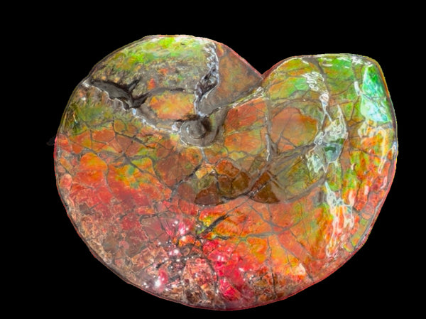 Ammolite ,Placenticeras costatum AF-128, Amazing Vibrant Canadian Ancient Ammonite Fossil,Nature's Rainbow Stone