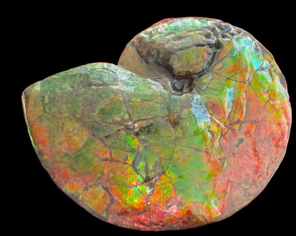 Ammolite ,Placenticeras costatum AF-128, Amazing Vibrant Canadian Ancient Ammonite Fossil,Nature's Rainbow Stone