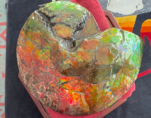 Ammolite ,Placenticeras costatum AF-128, Amazing Vibrant Canadian Ancient Ammonite Fossil,Nature's Rainbow Stone