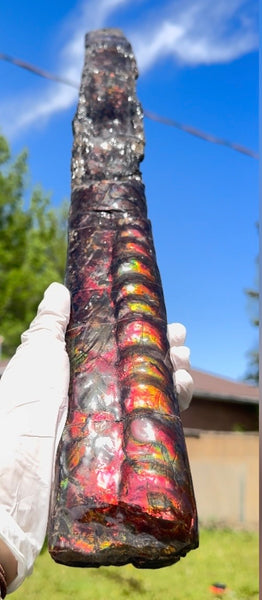 23.14" long! Rare Baculite Ammolite,Handheld Specimen ,Rough Bacculite Fossil Ammonite Display,Home Decor,Display,Alberta,AF-136, Free shipping