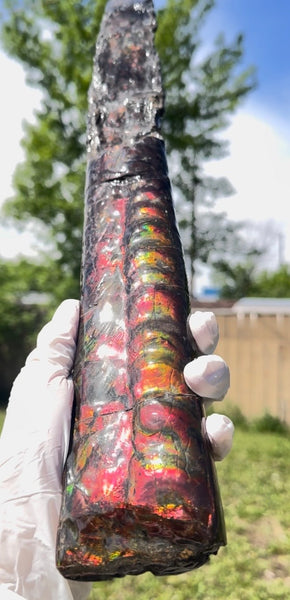 23.14" long! Rare Baculite Ammolite,Handheld Specimen ,Rough Bacculite Fossil Ammonite Display,Home Decor,Display,Alberta,AF-136, Free shipping