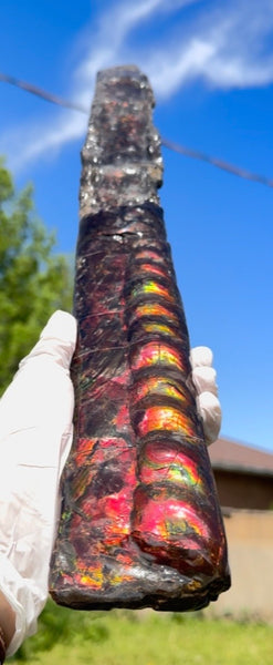 23.14" long! Rare Baculite Ammolite,Handheld Specimen ,Rough Bacculite Fossil Ammonite Display,Home Decor,Display,Alberta,AF-136, Free shipping