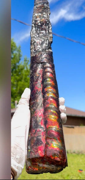 23.14" long! Rare Baculite Ammolite,Handheld Specimen ,Rough Bacculite Fossil Ammonite Display,Home Decor,Display,Alberta,AF-136, Free shipping