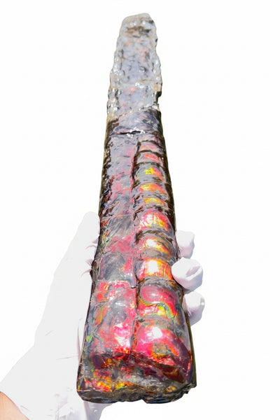 23.14" long! Rare Baculite Ammolite,Handheld Specimen ,Rough Bacculite Fossil Ammonite Display,Home Decor,Display,Alberta,AF-136, Free shipping