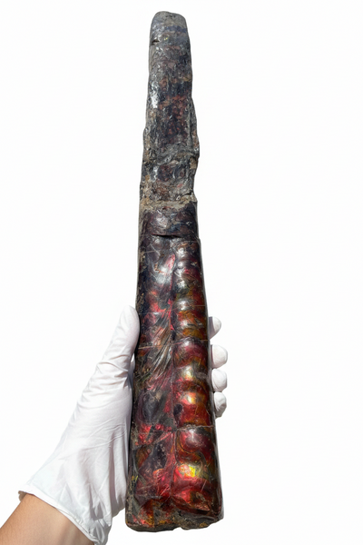 23.14" long! Rare Baculite Ammolite,Handheld Specimen ,Rough Bacculite Fossil Ammonite Display,Home Decor,Display,Alberta,AF-136, Free shipping