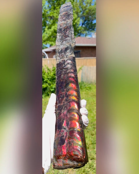 23.14" long! Rare Baculite Ammolite,Handheld Specimen ,Rough Bacculite Fossil Ammonite Display,Home Decor,Display,Alberta,AF-136, Free shipping