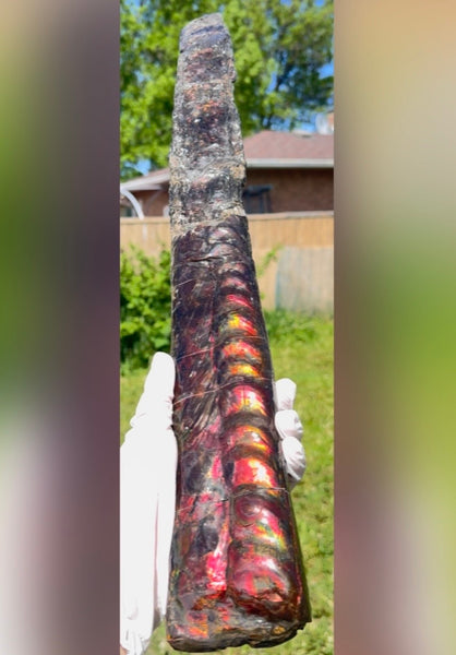 23.14" long! Rare Baculite Ammolite,Handheld Specimen ,Rough Bacculite Fossil Ammonite Display,Home Decor,Display,Alberta,AF-136, Free shipping