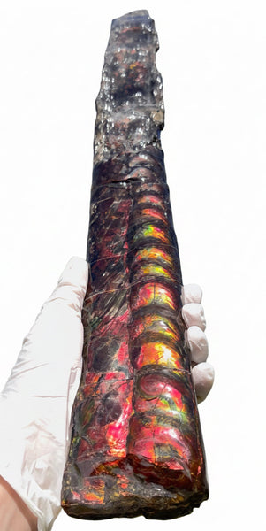 23.14" long! Rare Baculite Ammolite,Handheld Specimen ,Rough Bacculite Fossil Ammonite Display,Home Decor,Display,Alberta,AF-136, Free shipping