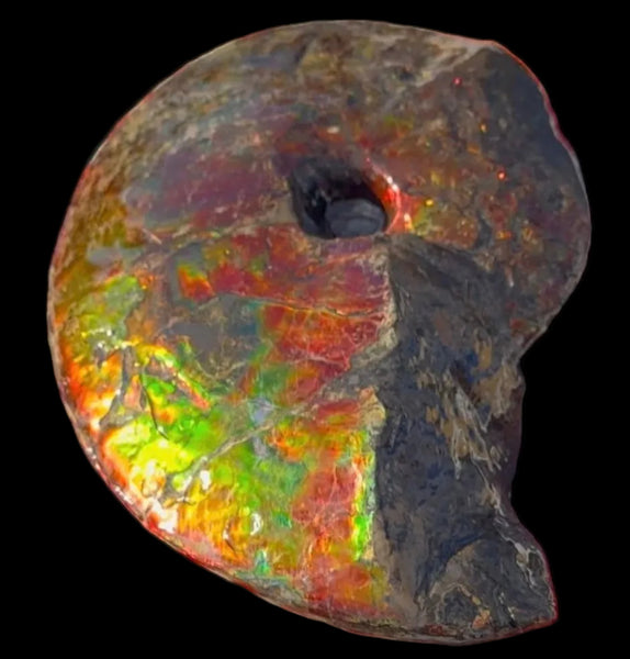 SALE!! Ammolite ,Placenticeras meeki, Double-Sided, Specimen, Fossil,Ammonite, Collector Stone,Home decor,**FREE SHIPPING***　AF-127