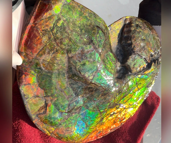 Ammolite ,Placenticeras costatum AF-128, Amazing Vibrant Canadian Ancient Ammonite Fossil,Nature's Rainbow Stone