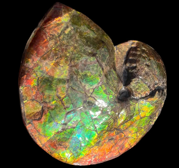 Ammolite ,Placenticeras costatum AF-128, Amazing Vibrant Canadian Ancient Ammonite Fossil,Nature's Rainbow Stone