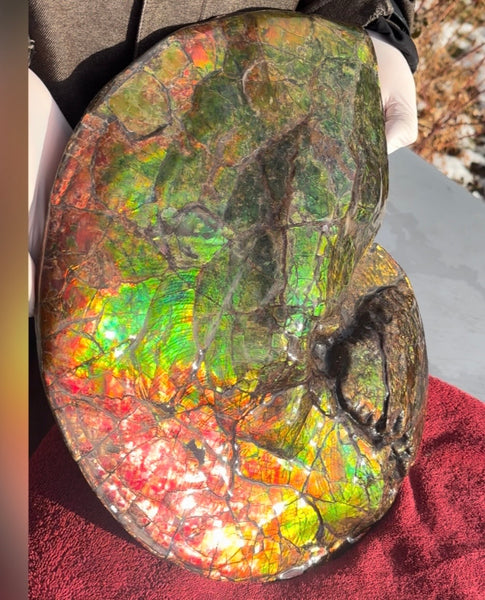 Ammolite ,Placenticeras costatum AF-128, Amazing Vibrant Canadian Ancient Ammonite Fossil,Nature's Rainbow Stone