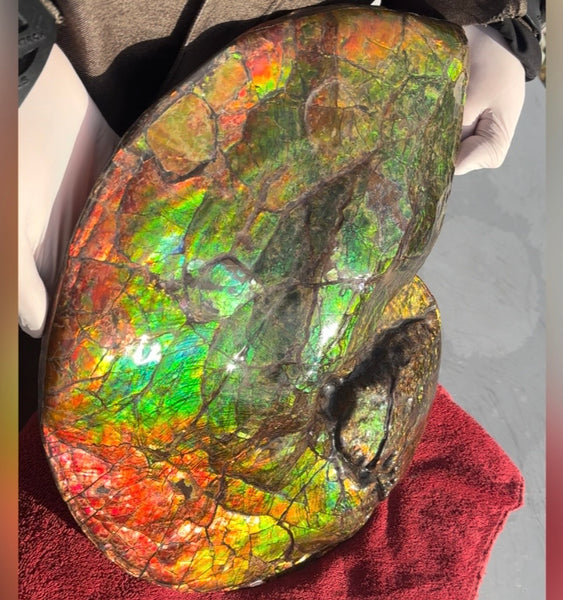 Ammolite ,Placenticeras costatum AF-128, Amazing Vibrant Canadian Ancient Ammonite Fossil,Nature's Rainbow Stone