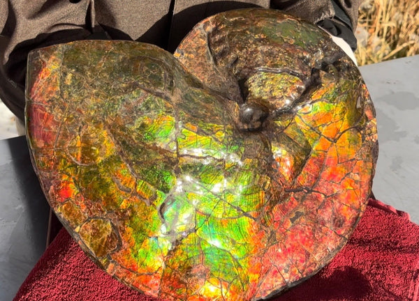 Ammolite ,Placenticeras costatum AF-128, Amazing Vibrant Canadian Ancient Ammonite Fossil,Nature's Rainbow Stone