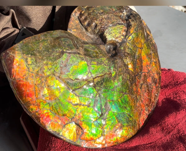 Ammolite ,Placenticeras costatum AF-128, Amazing Vibrant Canadian Ancient Ammonite Fossil,Nature's Rainbow Stone