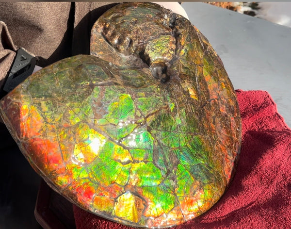 Ammolite ,Placenticeras costatum AF-128, Amazing Vibrant Canadian Ancient Ammonite Fossil,Nature's Rainbow Stone