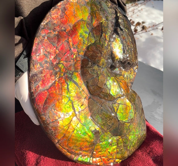 Ammolite ,Placenticeras costatum AF-128, Amazing Vibrant Canadian Ancient Ammonite Fossil,Nature's Rainbow Stone