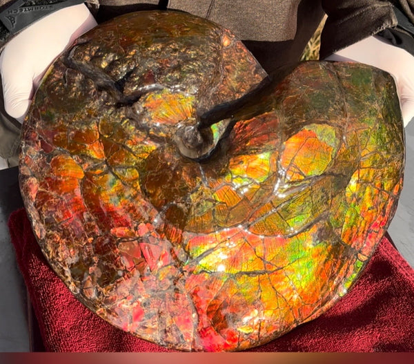 Ammolite ,Placenticeras costatum AF-128, Amazing Vibrant Canadian Ancient Ammonite Fossil,Nature's Rainbow Stone
