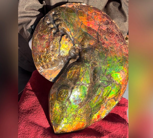 Ammolite ,Placenticeras costatum AF-128, Amazing Vibrant Canadian Ancient Ammonite Fossil,Nature's Rainbow Stone