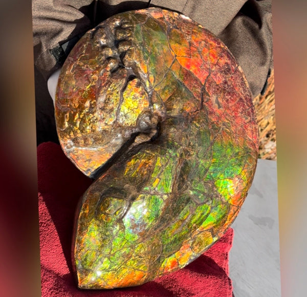 Ammolite ,Placenticeras costatum AF-128, Amazing Vibrant Canadian Ancient Ammonite Fossil,Nature's Rainbow Stone