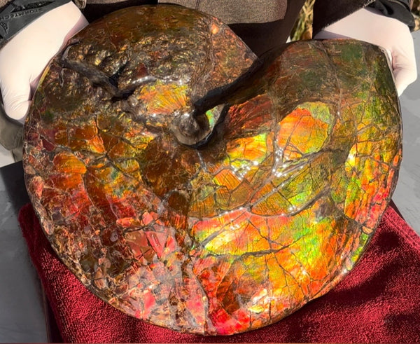 Ammolite ,Placenticeras costatum AF-128, Amazing Vibrant Canadian Ancient Ammonite Fossil,Nature's Rainbow Stone
