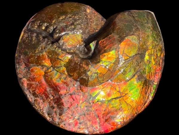 Ammolite ,Placenticeras costatum AF-128, Amazing Vibrant Canadian Ancient Ammonite Fossil,Nature's Rainbow Stone