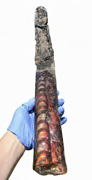 23.14" long! Rare Baculite Ammolite,Handheld Specimen ,Rough Bacculite Fossil Ammonite Display,Home Decor,Display,Alberta,AF-136, Free shipping