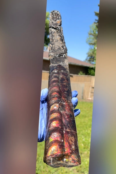 23.14" long! Rare Baculite Ammolite,Handheld Specimen ,Rough Bacculite Fossil Ammonite Display,Home Decor,Display,Alberta,AF-136, Free shipping