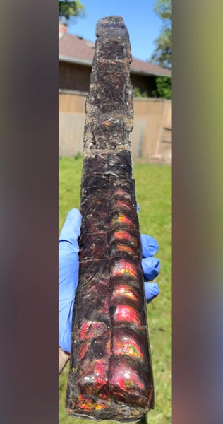 23.14" long! Rare Baculite Ammolite,Handheld Specimen ,Rough Bacculite Fossil Ammonite Display,Home Decor,Display,Alberta,AF-136, Free shipping