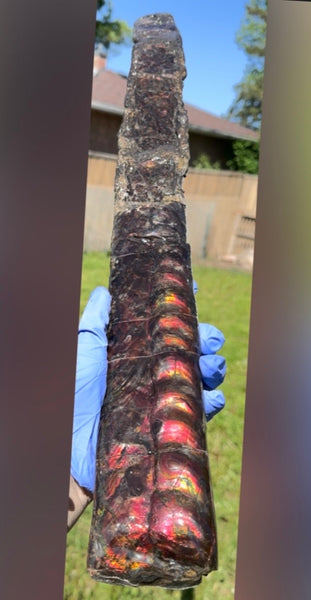 23.14" long! Rare Baculite Ammolite,Handheld Specimen ,Rough Bacculite Fossil Ammonite Display,Home Decor,Display,Alberta,AF-136, Free shipping