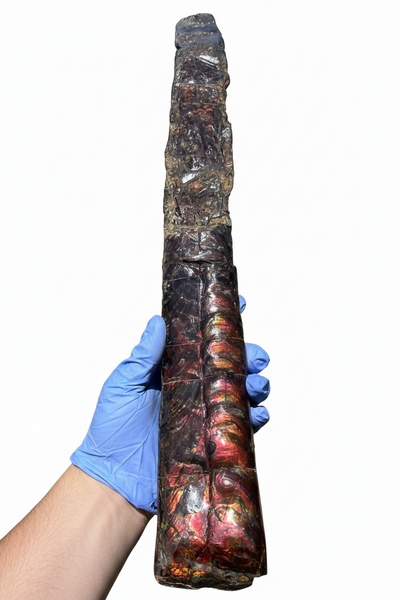 23.14" long! Rare Baculite Ammolite,Handheld Specimen ,Rough Bacculite Fossil Ammonite Display,Home Decor,Display,Alberta,AF-136, Free shipping