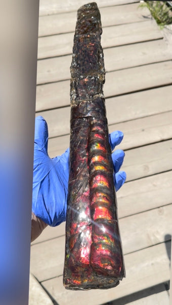 23.14" long! Rare Baculite Ammolite,Handheld Specimen ,Rough Bacculite Fossil Ammonite Display,Home Decor,Display,Alberta,AF-136, Free shipping