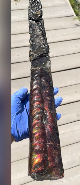 23.14" long! Rare Baculite Ammolite,Handheld Specimen ,Rough Bacculite Fossil Ammonite Display,Home Decor,Display,Alberta,AF-136, Free shipping
