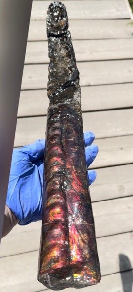 23.14" long! Rare Baculite Ammolite,Handheld Specimen ,Rough Bacculite Fossil Ammonite Display,Home Decor,Display,Alberta,AF-136, Free shipping