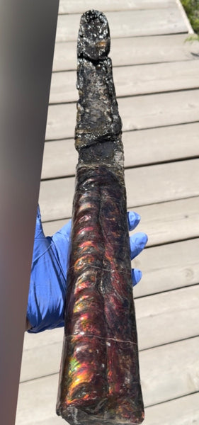 23.14" long! Rare Baculite Ammolite,Handheld Specimen ,Rough Bacculite Fossil Ammonite Display,Home Decor,Display,Alberta,AF-136, Free shipping