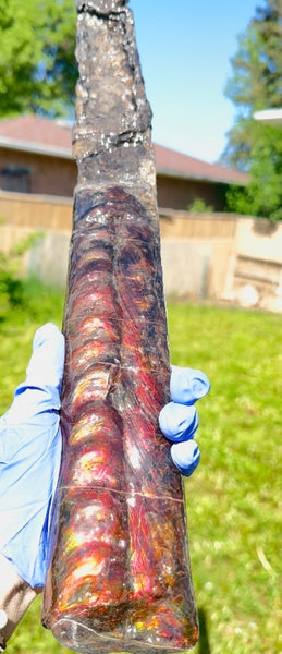 23.14" long! Rare Baculite Ammolite,Handheld Specimen ,Rough Bacculite Fossil Ammonite Display,Home Decor,Display,Alberta,AF-136, Free shipping