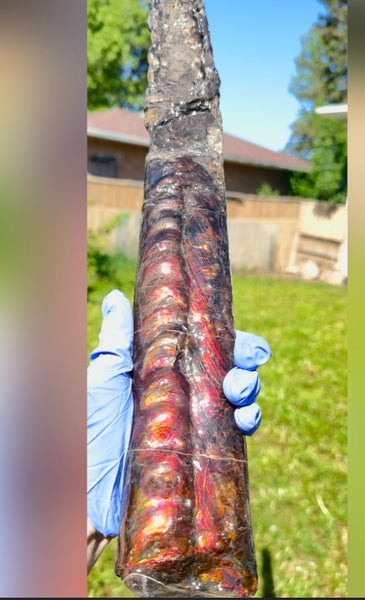 23.14" long! Rare Baculite Ammolite,Handheld Specimen ,Rough Bacculite Fossil Ammonite Display,Home Decor,Display,Alberta,AF-136, Free shipping