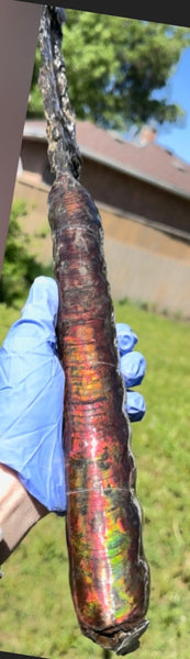 23.14" long! Rare Baculite Ammolite,Handheld Specimen ,Rough Bacculite Fossil Ammonite Display,Home Decor,Display,Alberta,AF-136, Free shipping